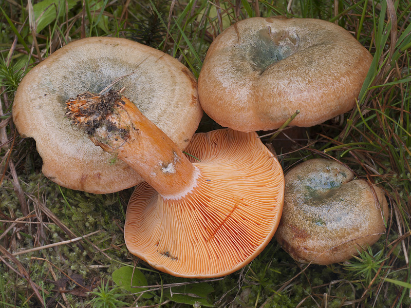 Lactarius deterrimus